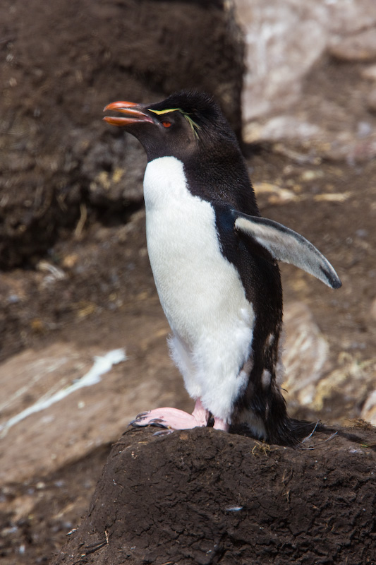 Rockhopper Penguin